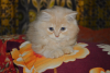 Traditional Persian cat